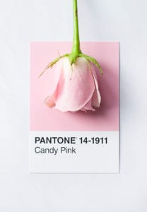 επιλογή χρώματος PANTONE pink