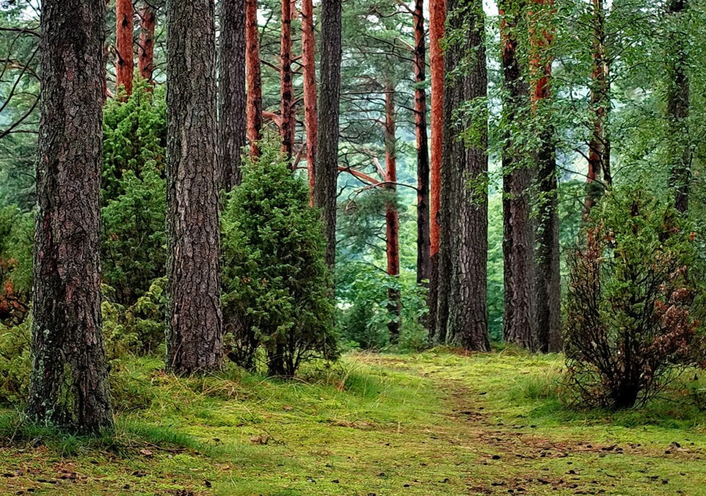 οικονομικές λύσεις για βάπτιση nature